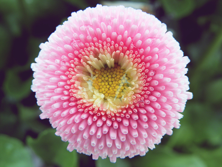 After Rain flower