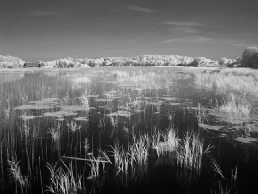 Infrared Photography with a Digital Camera
