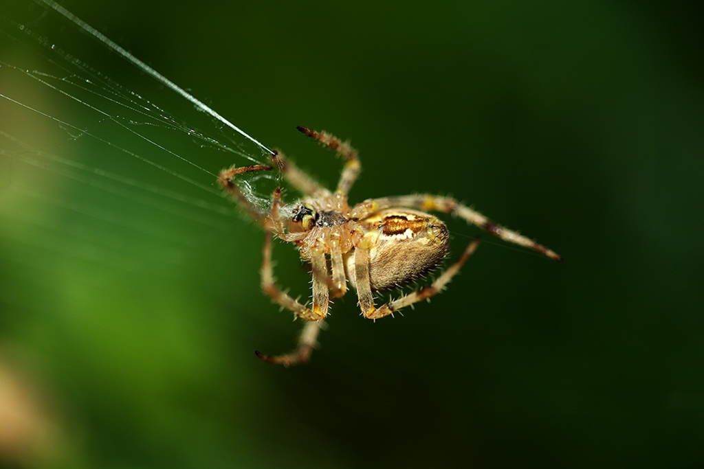 Spider Menlo Park