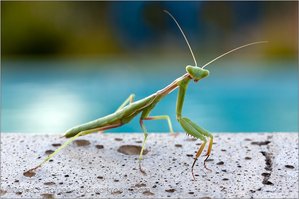 Praying Mantis