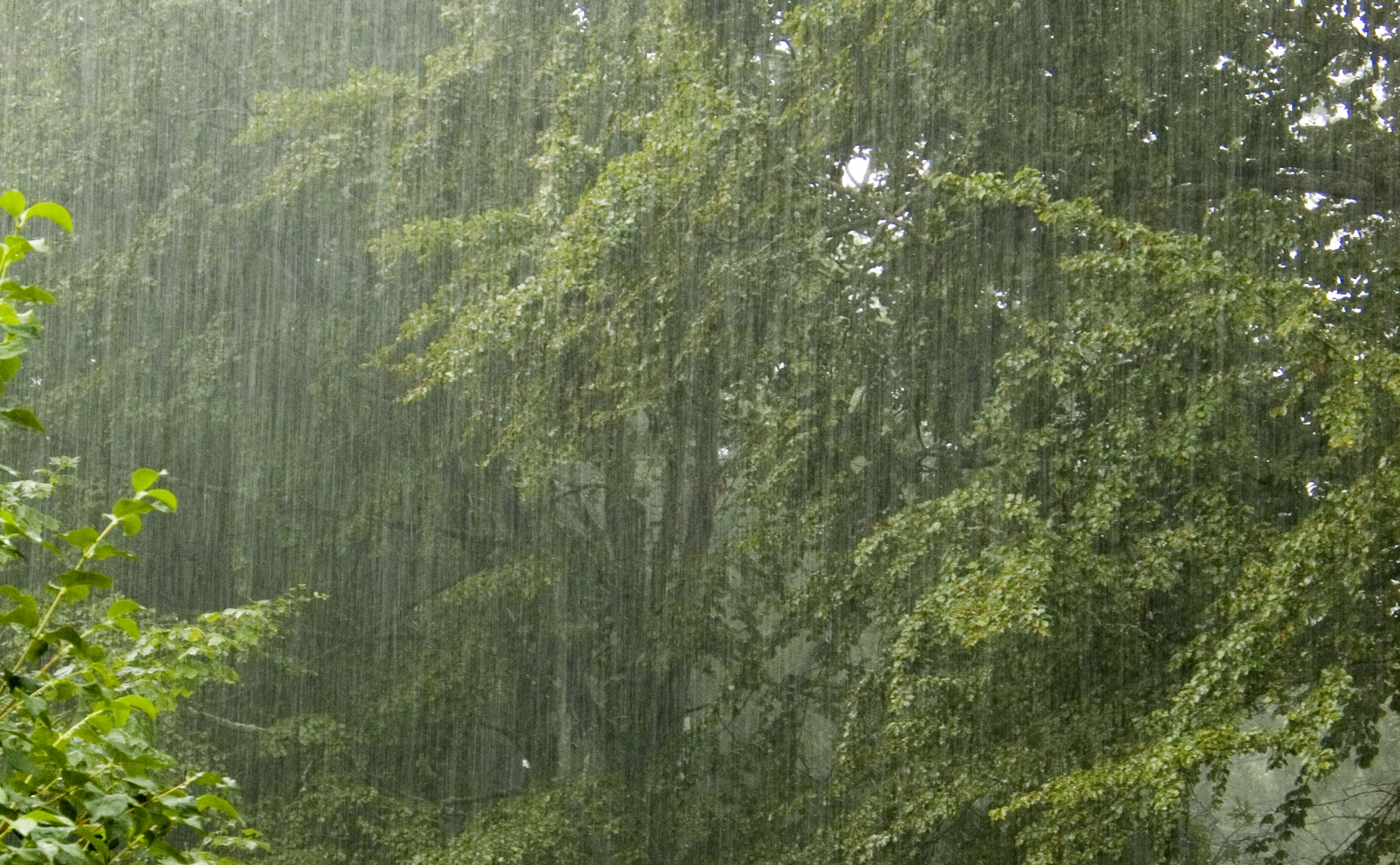 Nature rain Photography