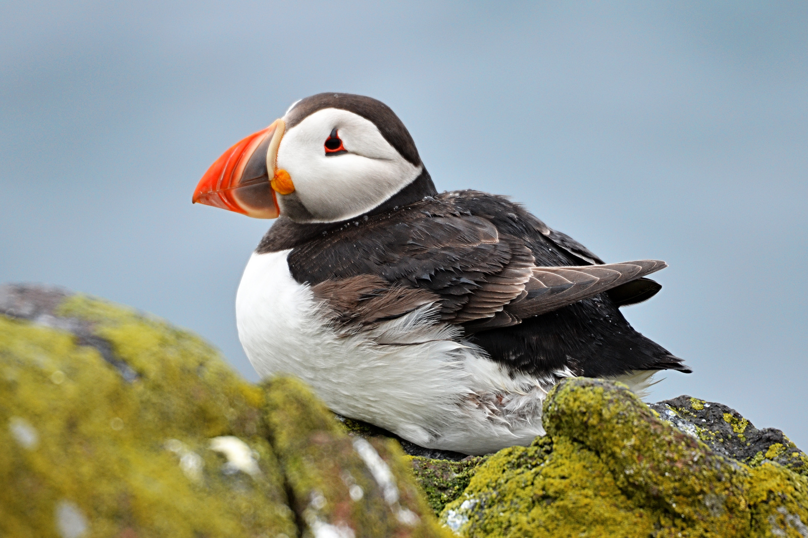 Puffin in the Rain