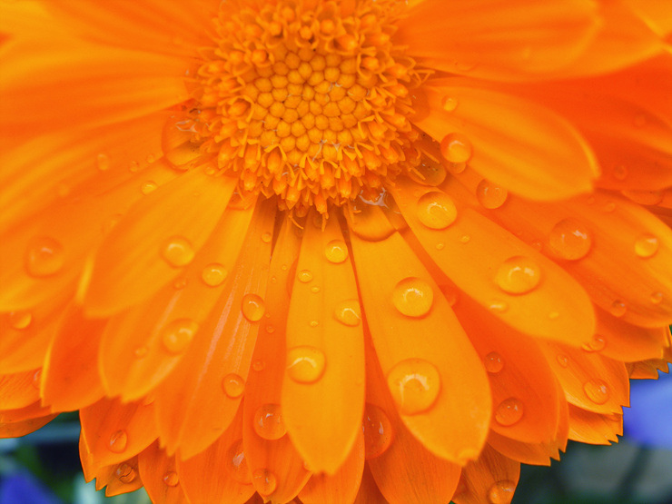 Rain on flower