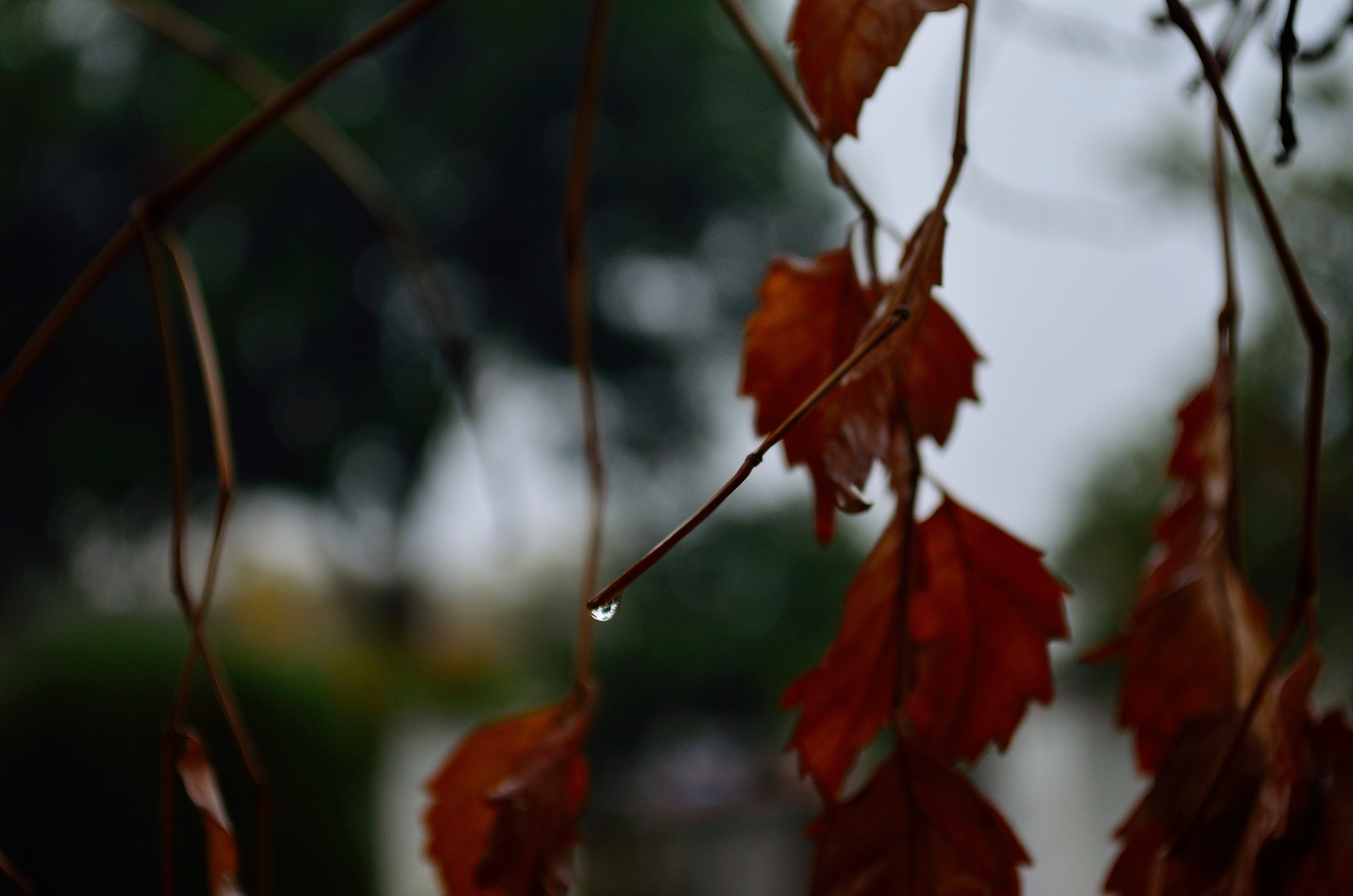 Rain on leaves