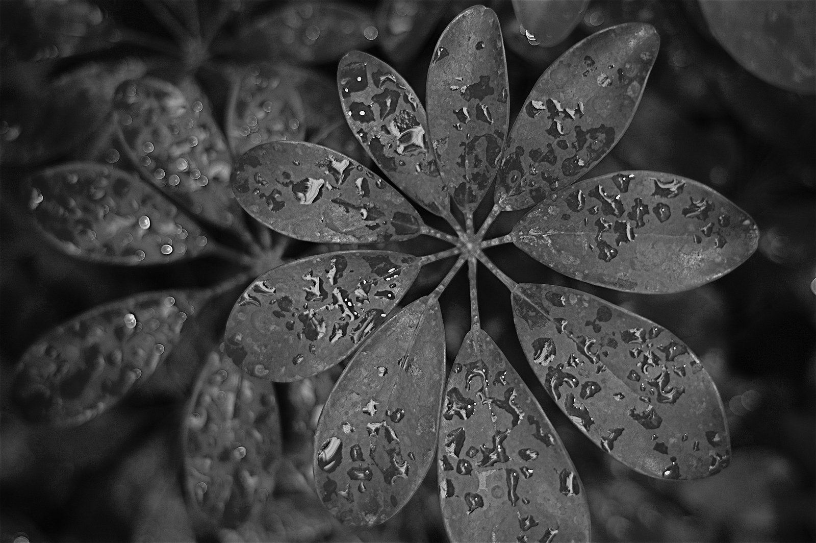 Tropical Rain - Explored