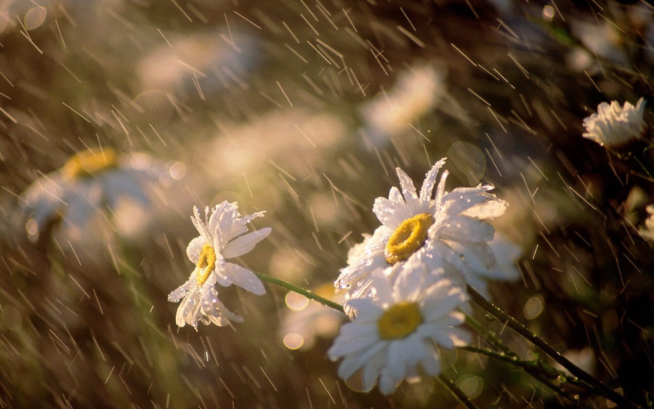 beautiful Rain Photography