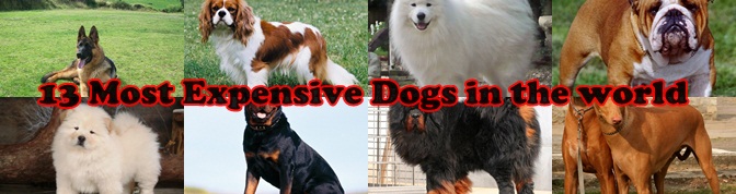 13 Most Expensive Dogs in the world