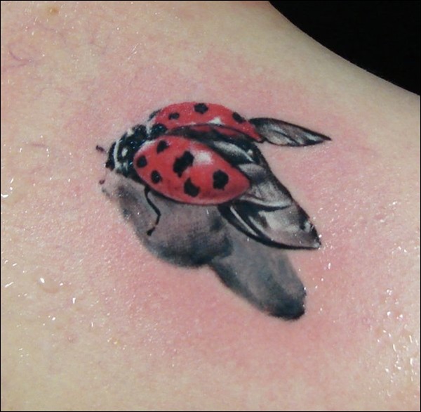 ladybug