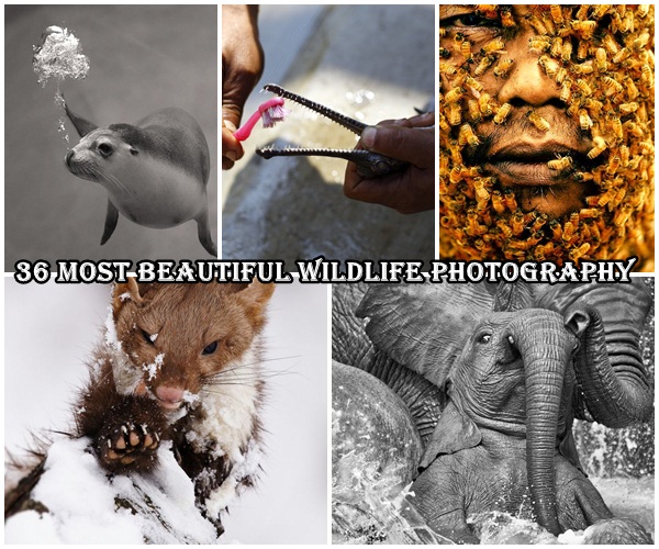 36 Most Beautiful Wildlife Photography