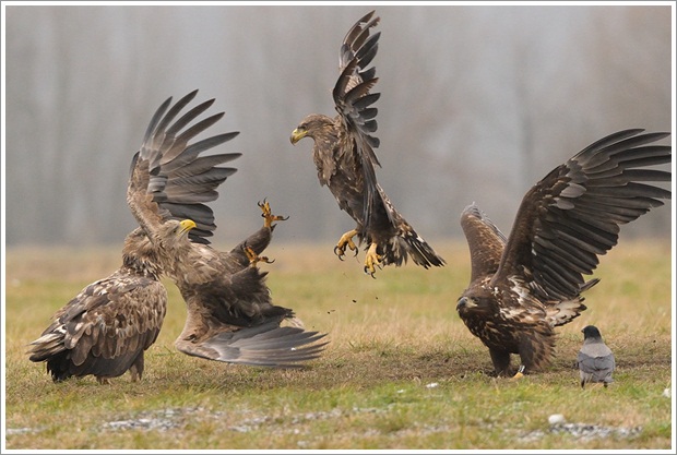 Beautiful Wild Life Photograpphy (14)