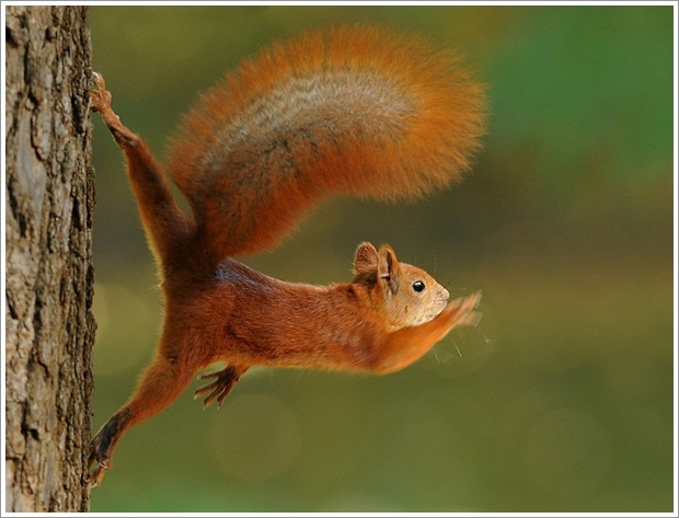 Beautiful Wild Life Photograpphy (17)