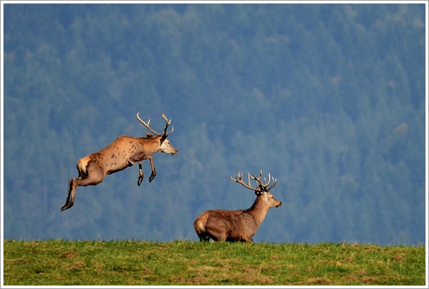 Beautiful Wild Life Photograpphy (19)