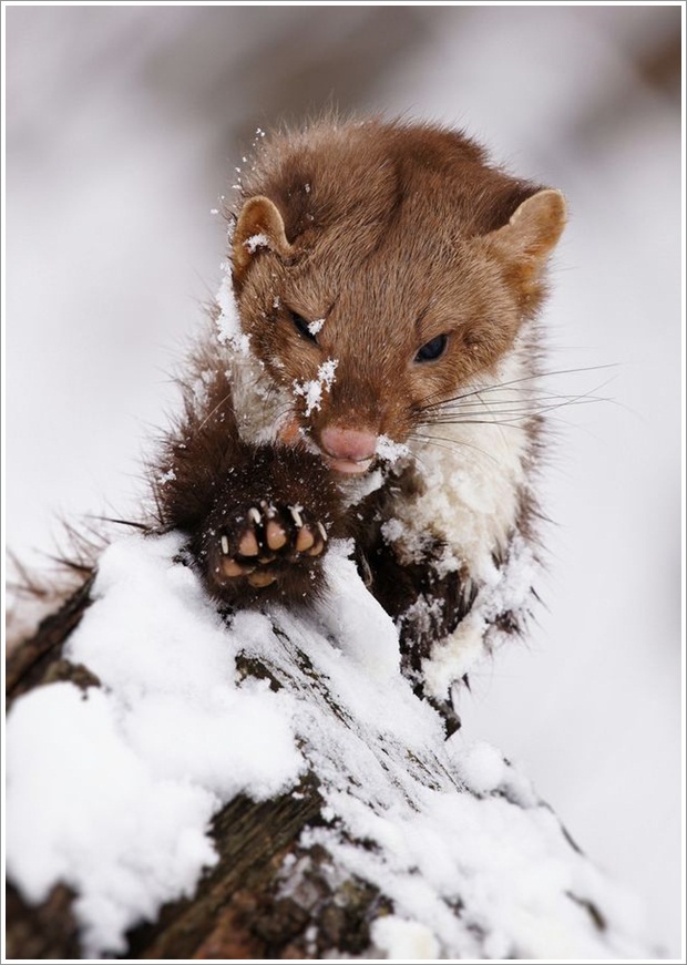 Beautiful Wild Life Photograpphy (20)