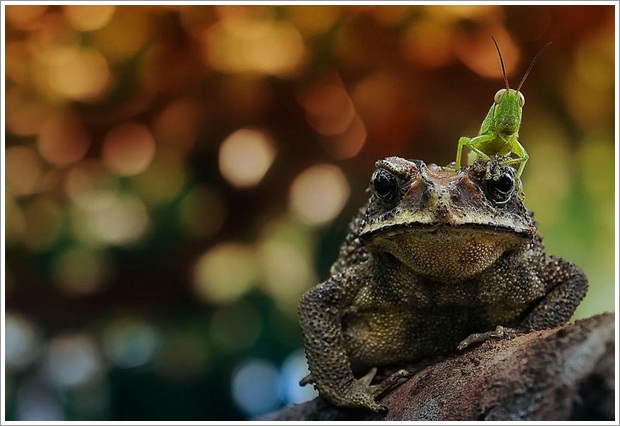 Beautiful Wild Life Photograpphy (27)