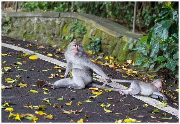 Beautiful Wild Life Photograpphy (3)