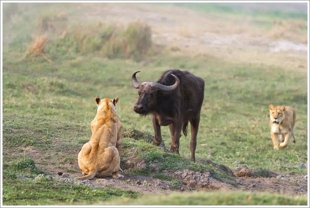 Beautiful Wild Life Photograpphy (5)