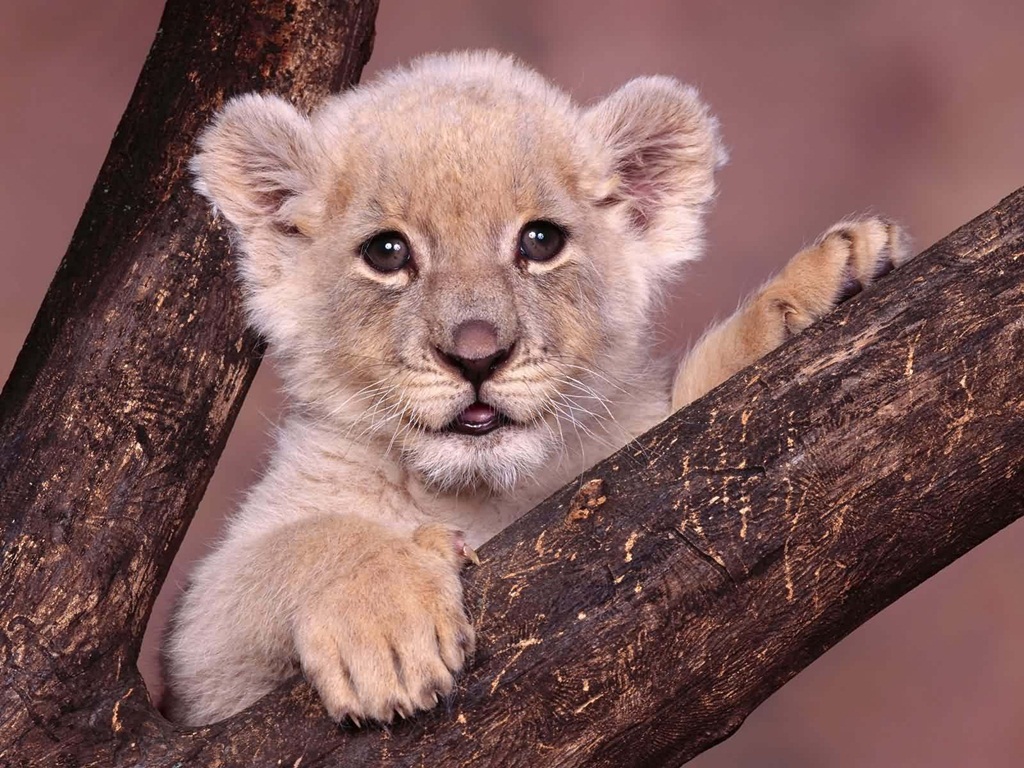 Cute Animal Wallpapers (1)