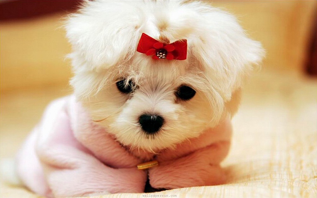 Cute Animal Wallpapers (10)