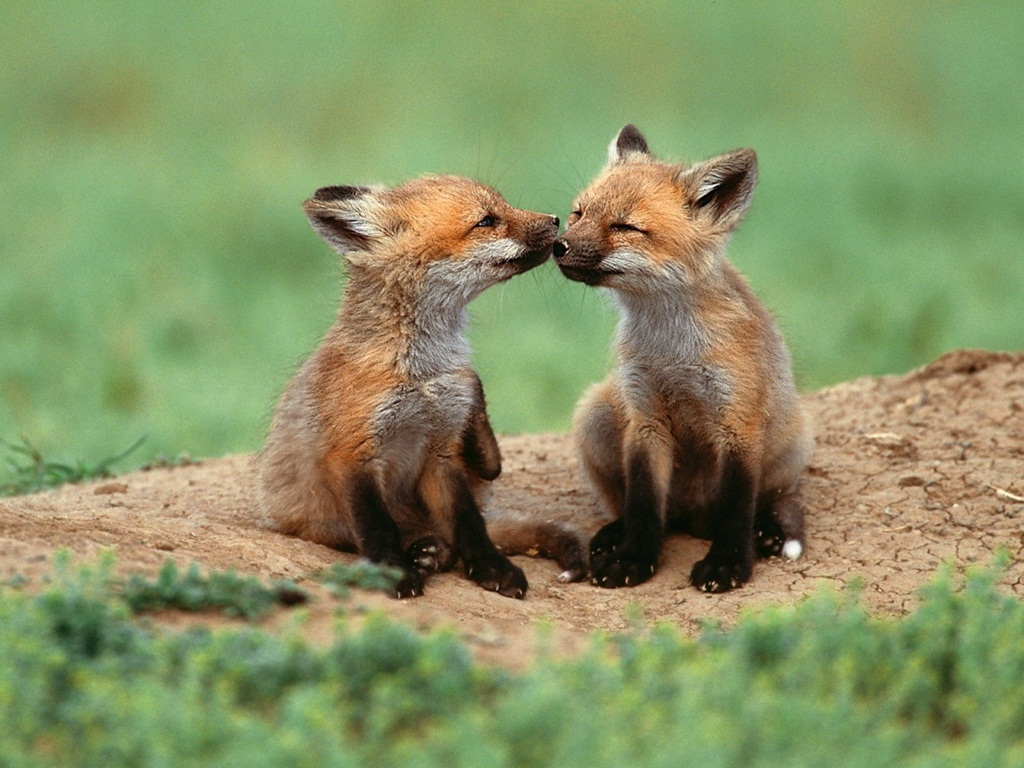 Cute Animal Wallpapers (21)