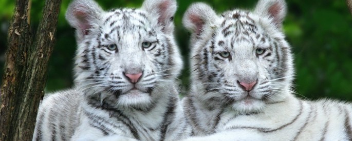 4 Month Old White Bengal Tiger (Not Albino)