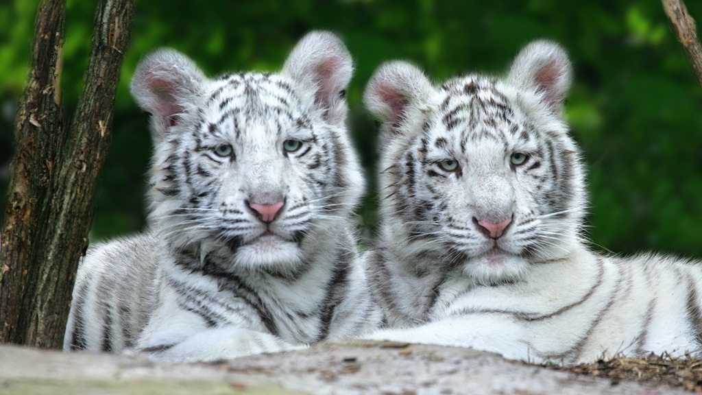 4 Month Old White Bengal Tiger (Not Albino)