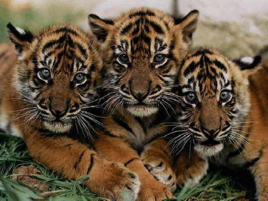 tiger wallpapers (11)