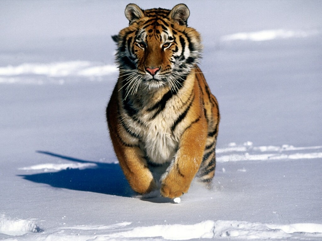 tiger wallpapers (18)