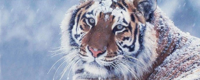 tiger wallpapers (26)
